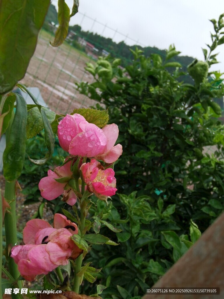 嬌艷粉色花朵綻放