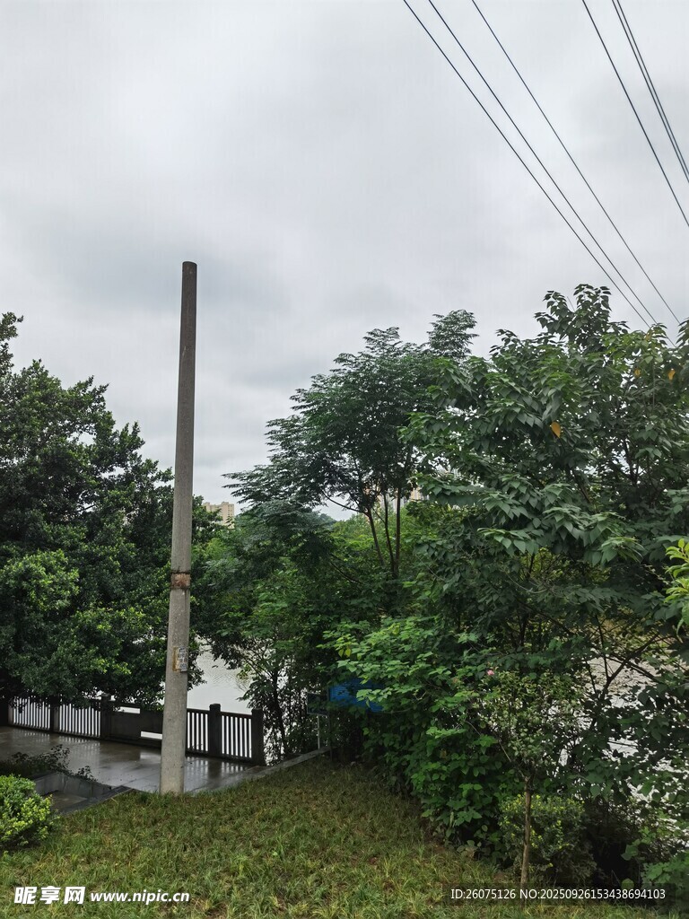 戶外綠樹與電線桿景象