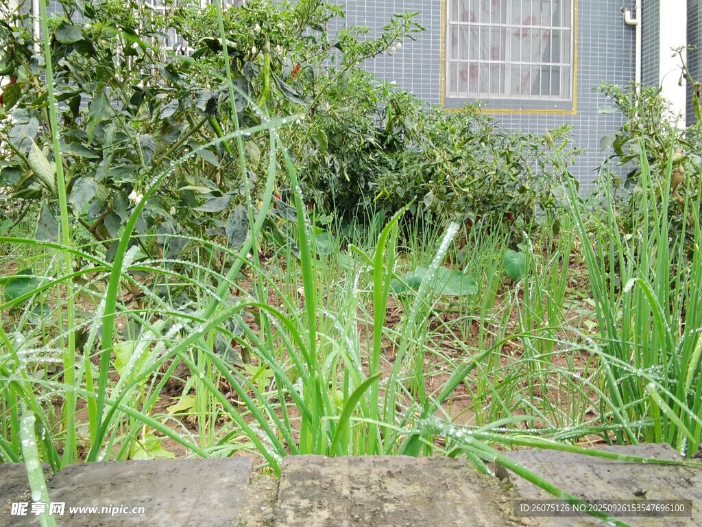 庭院中茂盛的綠色雜草
