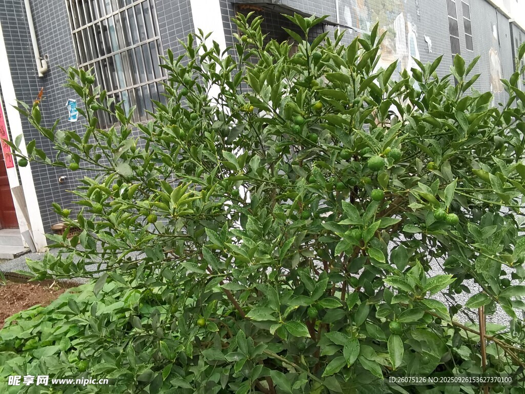 綠葉繁茂的戶外綠植
