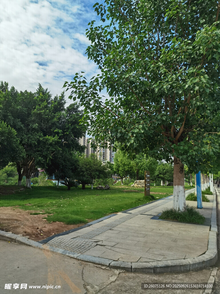 公園中的林蔭步道與綠地