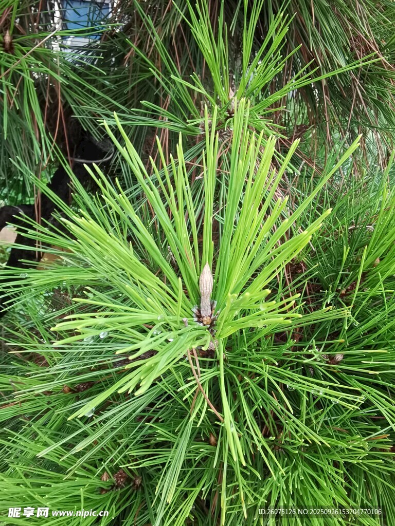 翠綠松針植物特寫