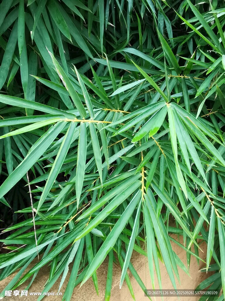 翠綠竹葉特寫