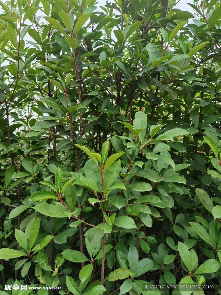 茂密綠葉植物景觀