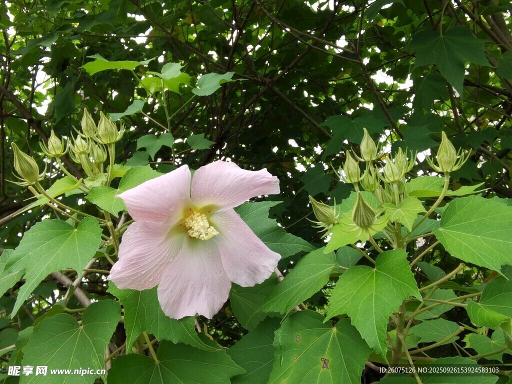 粉色木槿花綻放綠葉間