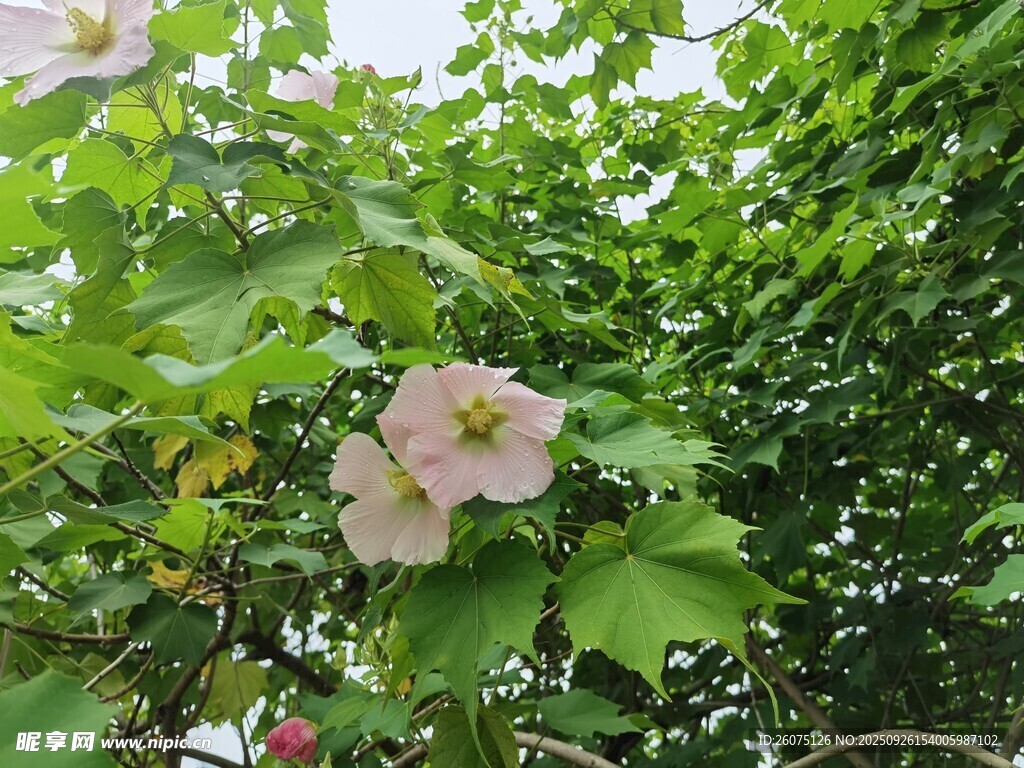 粉色木槿花綻放綠葉間