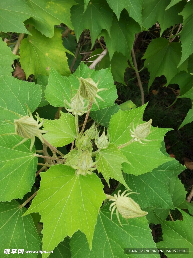 綠葉間的含苞植物