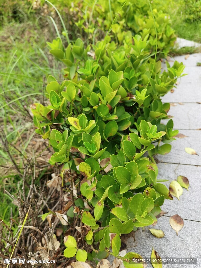 路邊翠綠繁茂的低矮植物