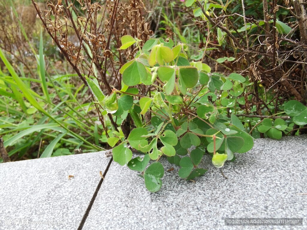 石縫中生長(zhǎng)的綠色植物