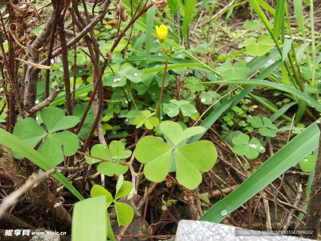 草叢中的嫩綠三葉草
