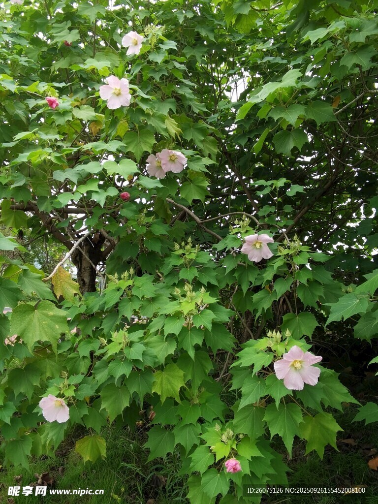 綠葉間綻放的粉色花朵
