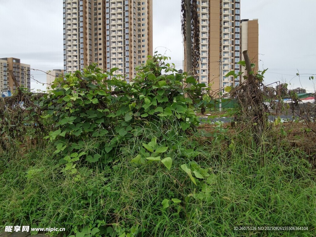 城市中的綠植與高樓景象