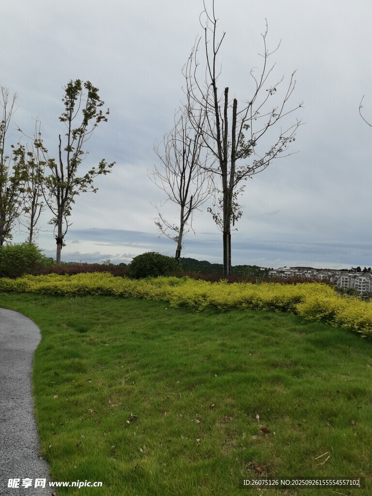 海濱草地旁的樹木與花叢