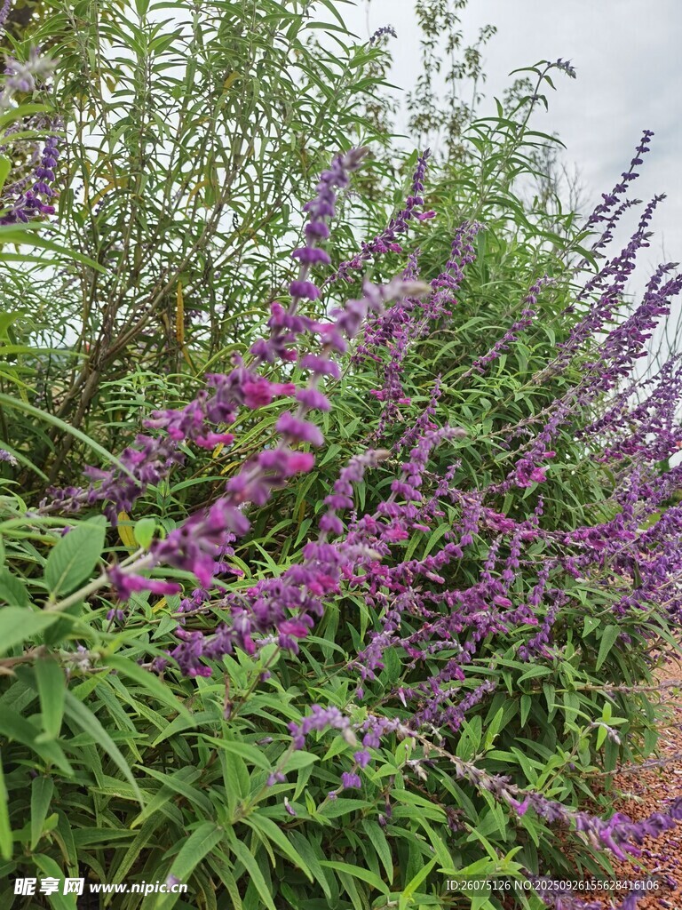 紫色鼠尾草綻放美麗