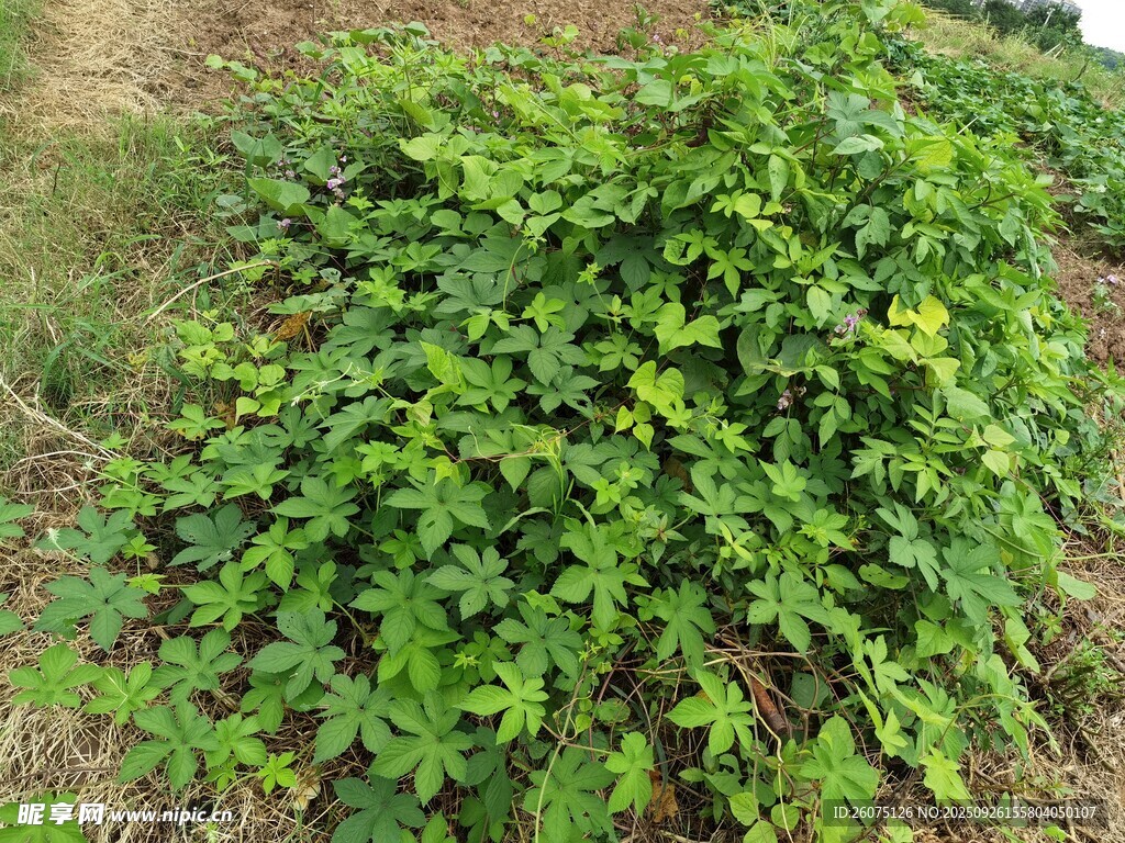 茂盛的綠色藤蔓植物