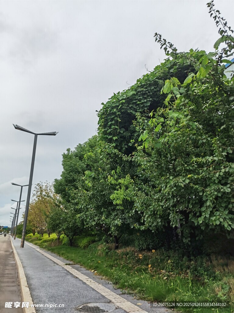 鄉(xiāng)間綠蔭小路
