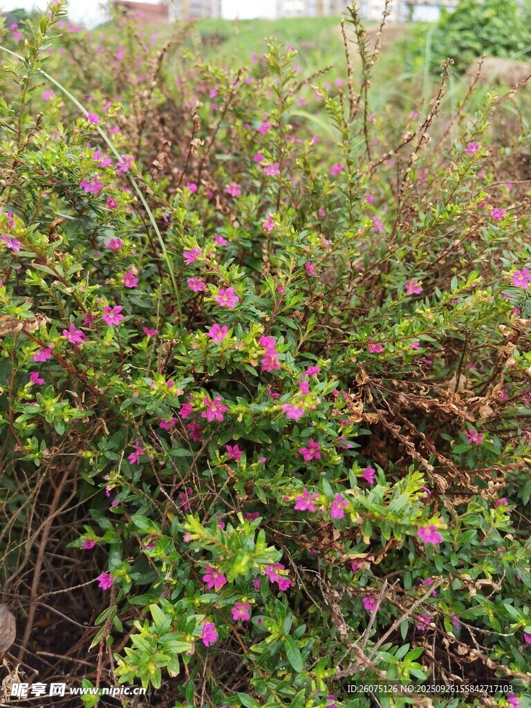 繁茂花叢中的粉色小花