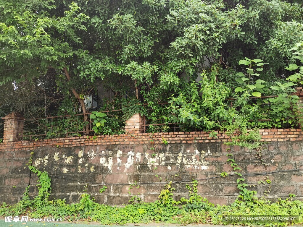 長滿綠植的斑駁舊石墻