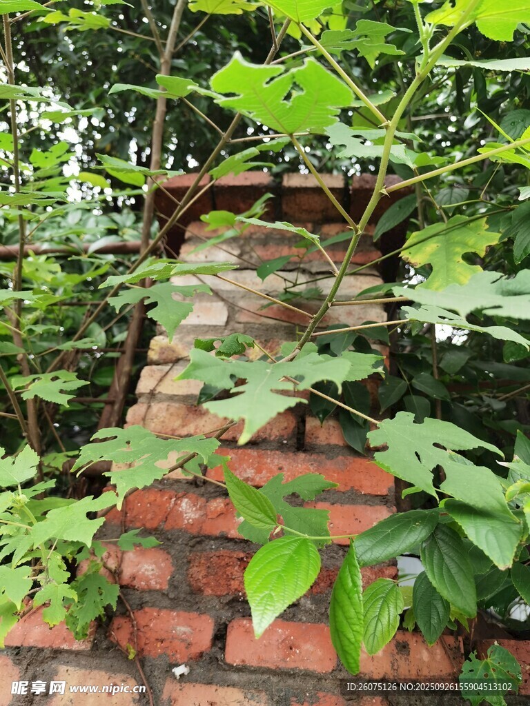 磚墻旁生長的繁茂綠植