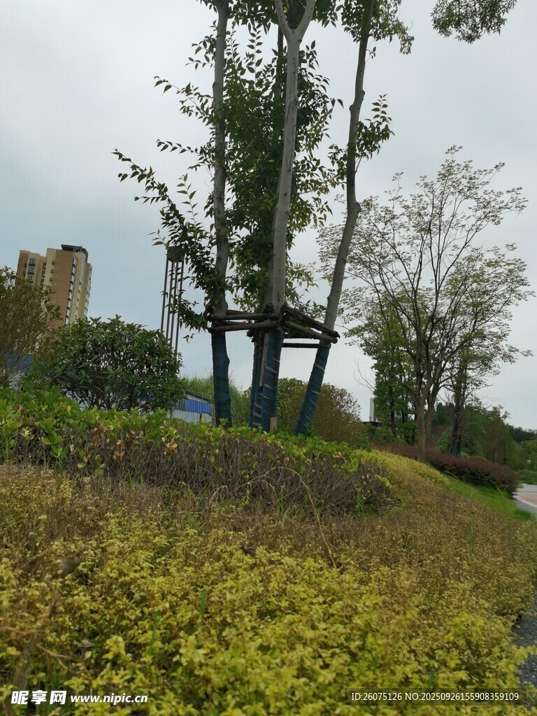 秋日公園綠意盎然景致