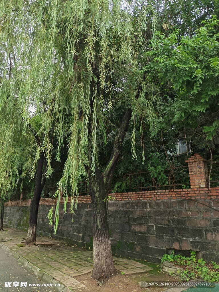 路邊垂柳與古樸磚墻景觀