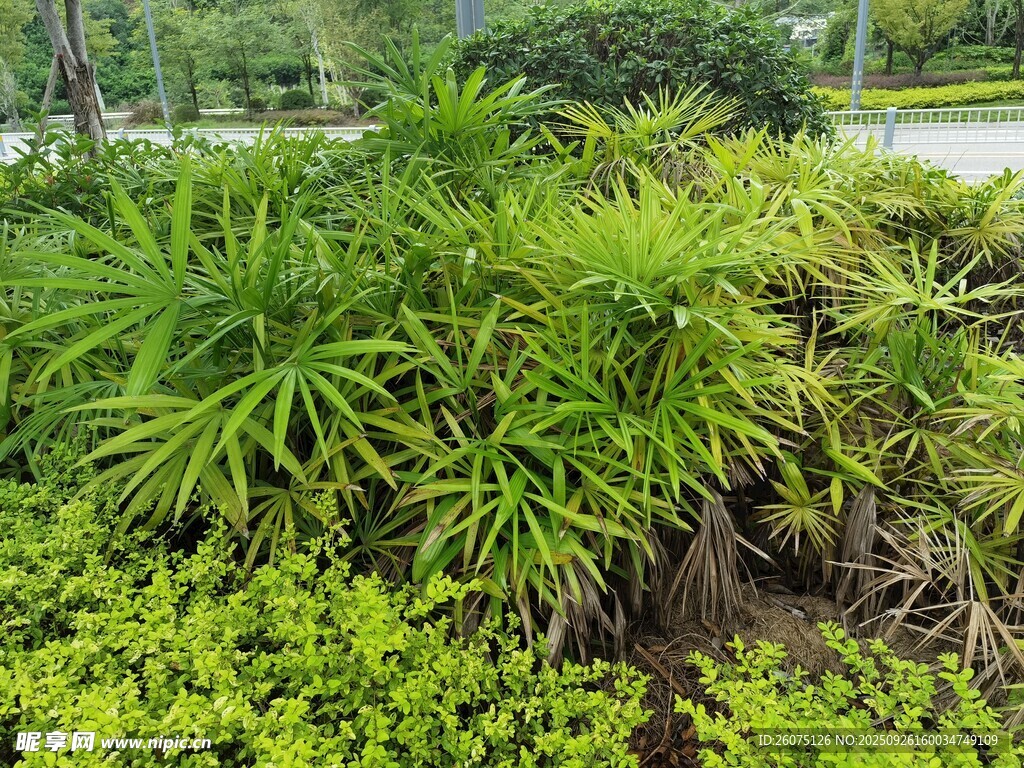翠綠繁茂的園林植物景觀