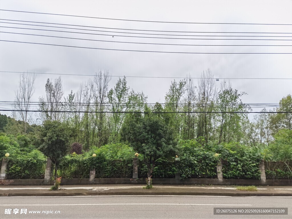 路邊綠植與電線景觀
