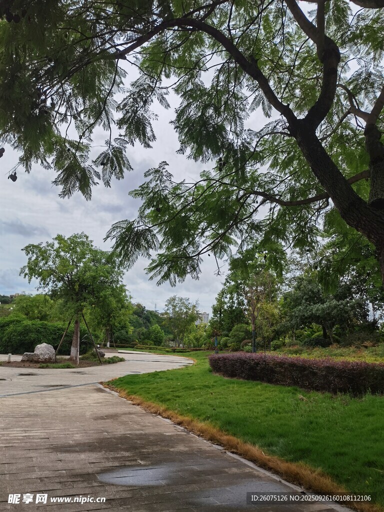 雨后林蔭道路風(fēng)景