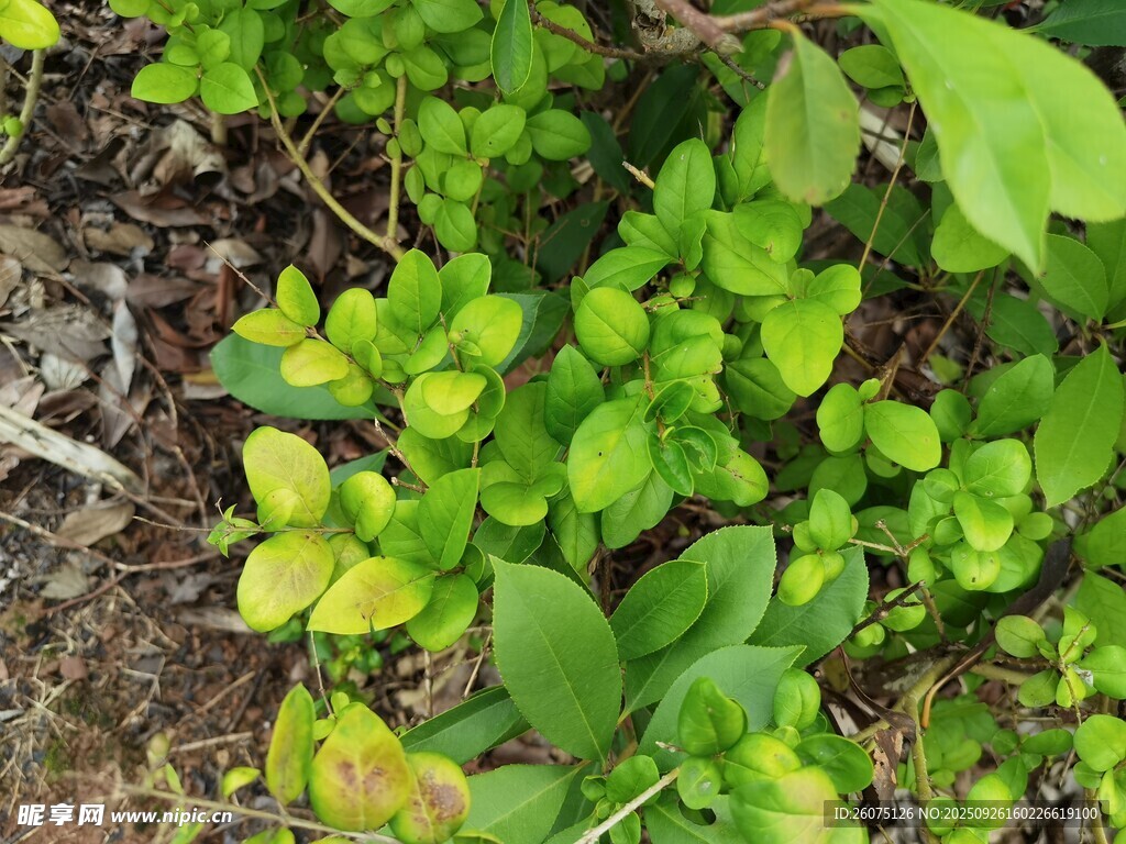 嫩綠植物生機(jī)盎然