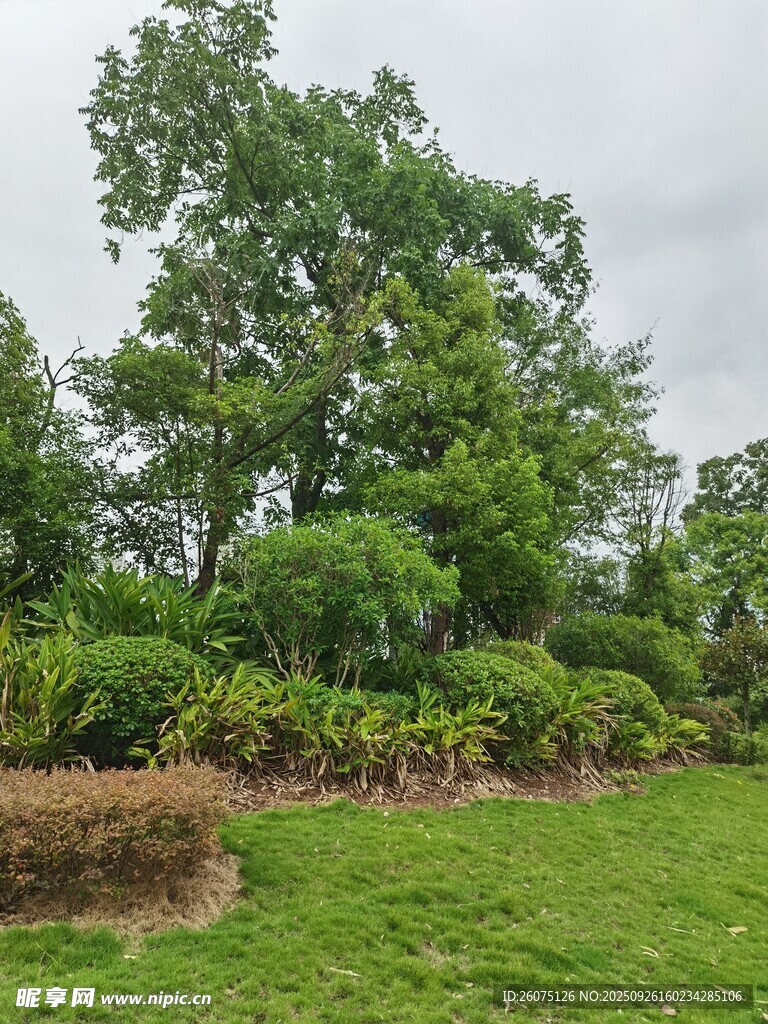 綠意盎然的戶外自然景觀