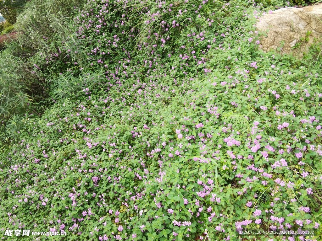 繁茂綠植間的紫色小花