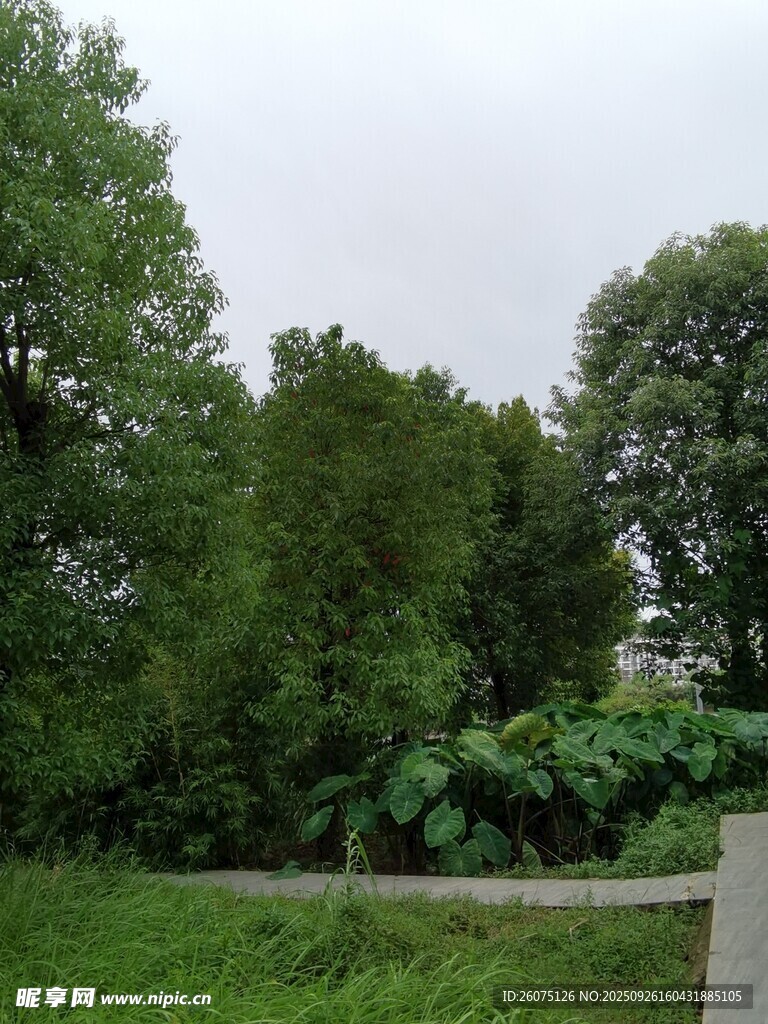 綠意盎然的戶外自然景致