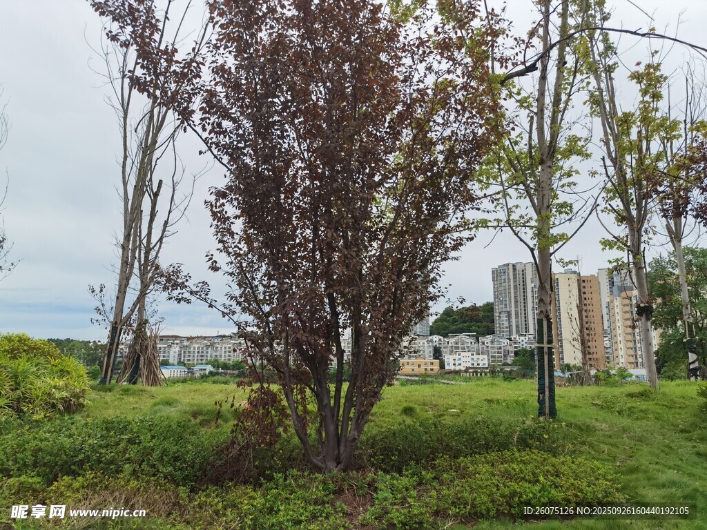戶外紫葉樹(shù)木景觀