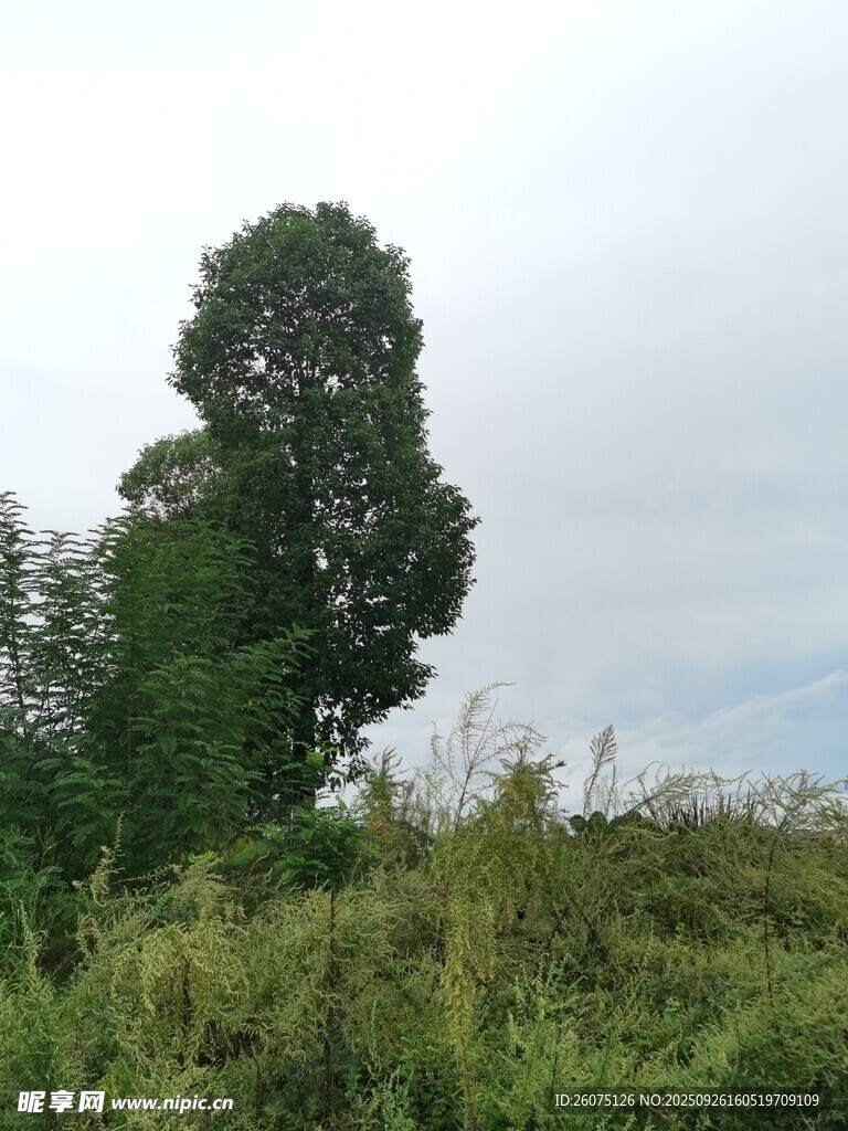 田野中的高大綠樹(shù)