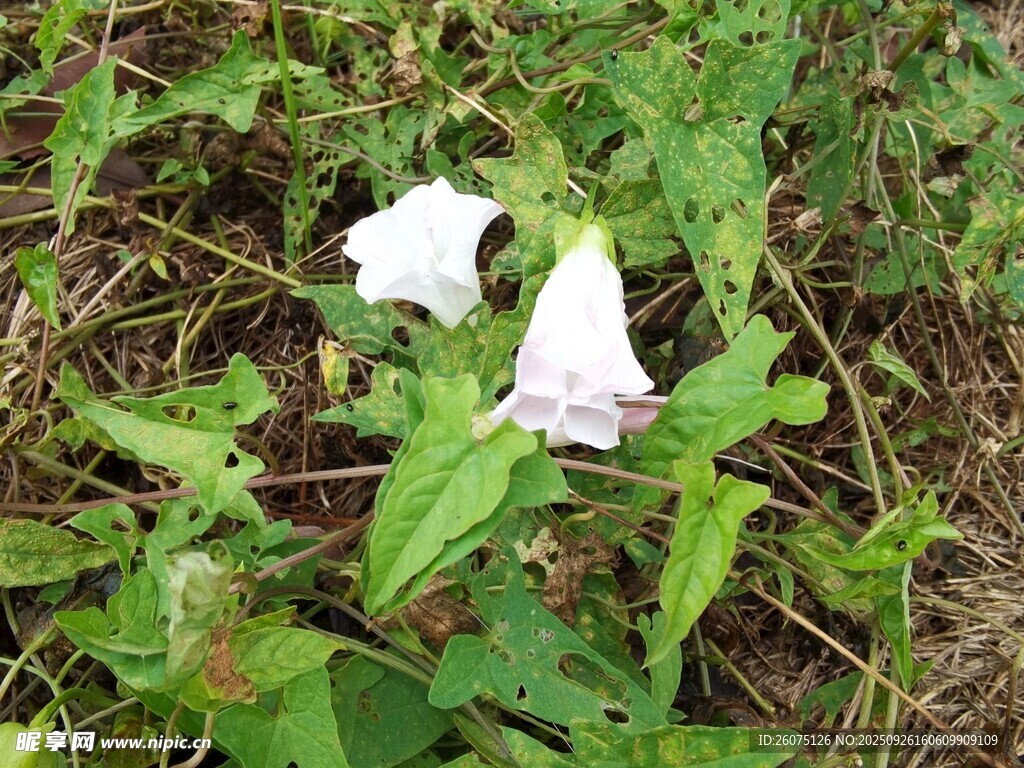 草叢中的白色喇叭狀花朵