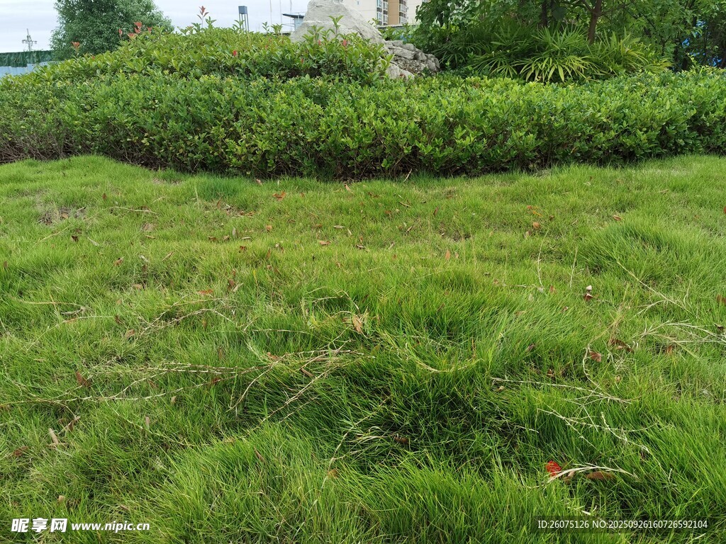 翠綠草坪與綠植景觀