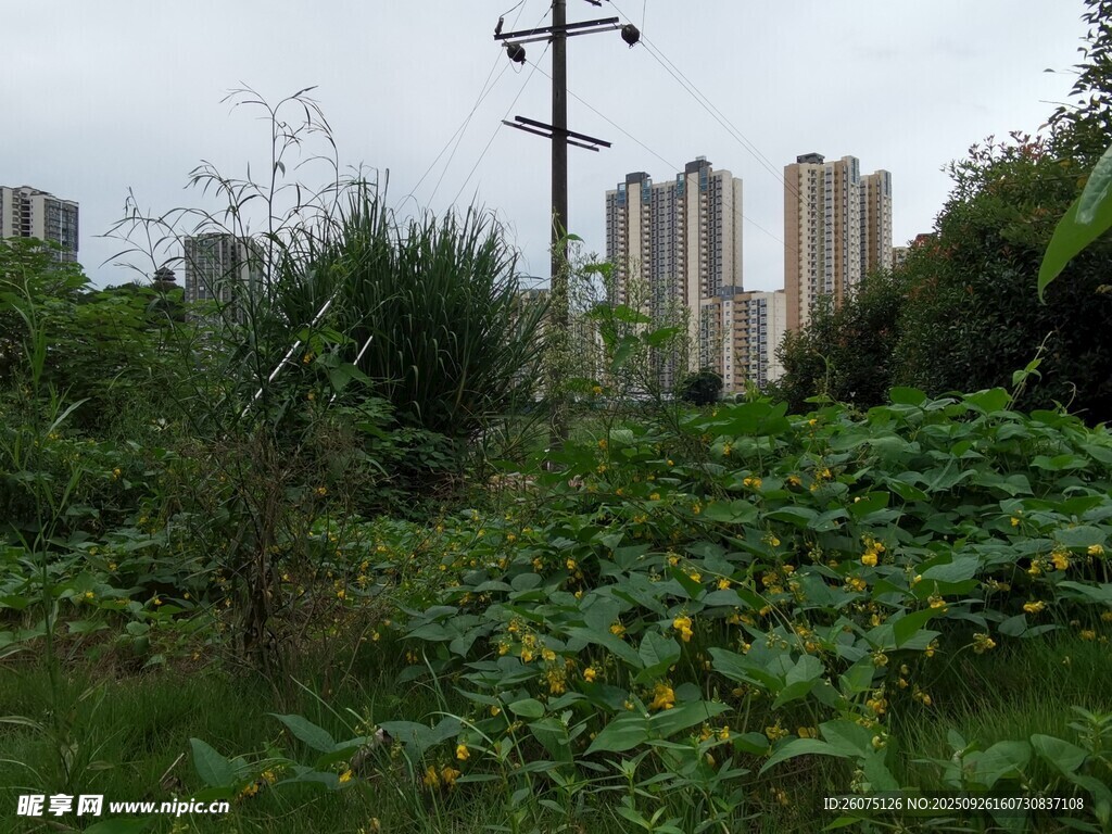 城市邊的綠植與高樓景觀