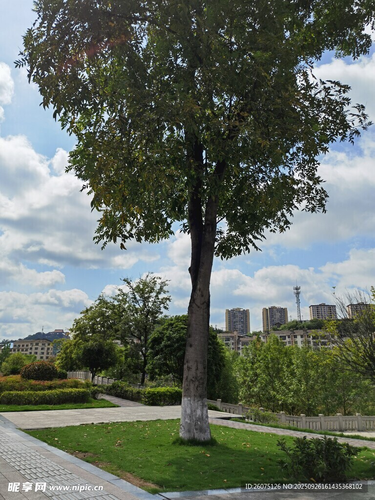 公園中的挺拔綠樹(shù)