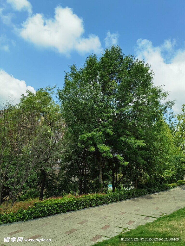 藍(lán)天白云下的林間小路