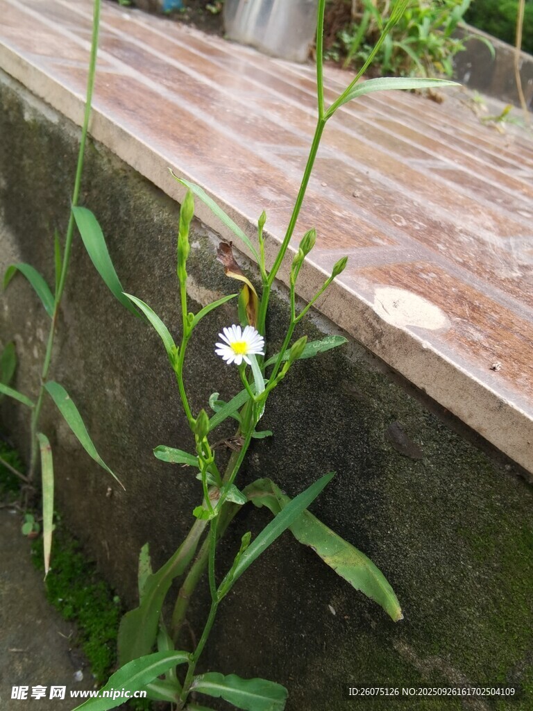 墻邊綻放的白色小花