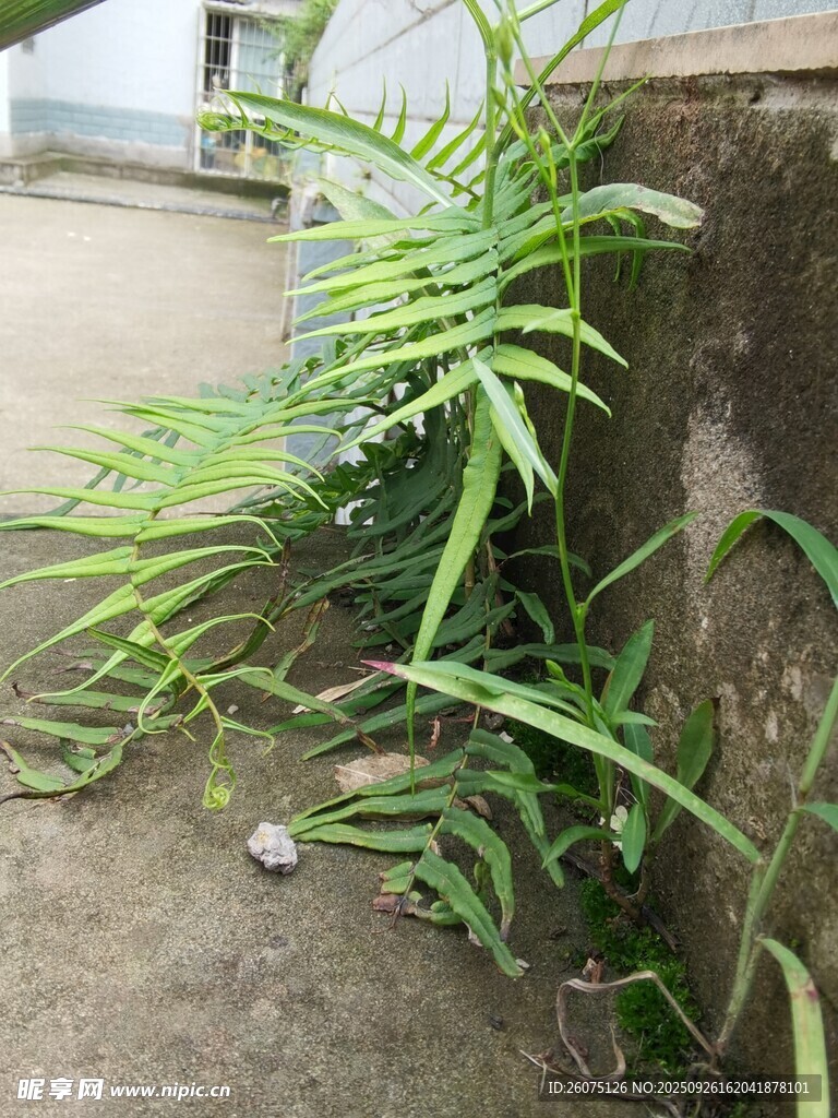 墻邊生長(zhǎng)的翠綠蕨類植物