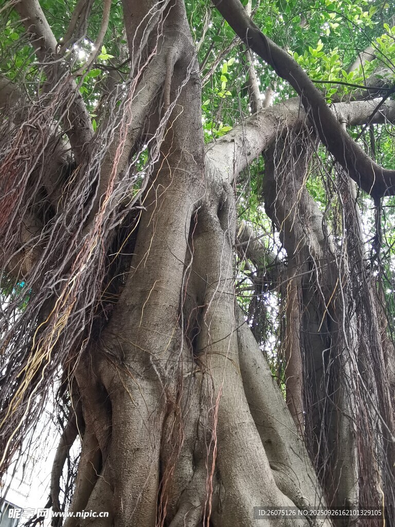 巨大盤根錯節(jié)的古老榕樹