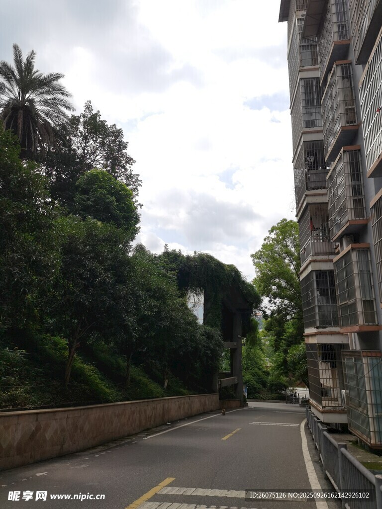 小區(qū)旁綠樹成蔭的道路