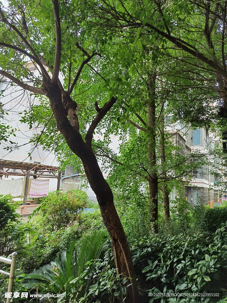 城市中彎曲樹干的蔥郁樹木