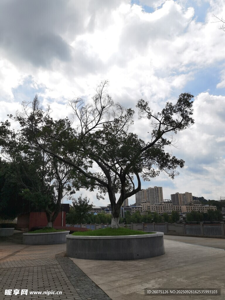 城市廣場中的繁茂大樹