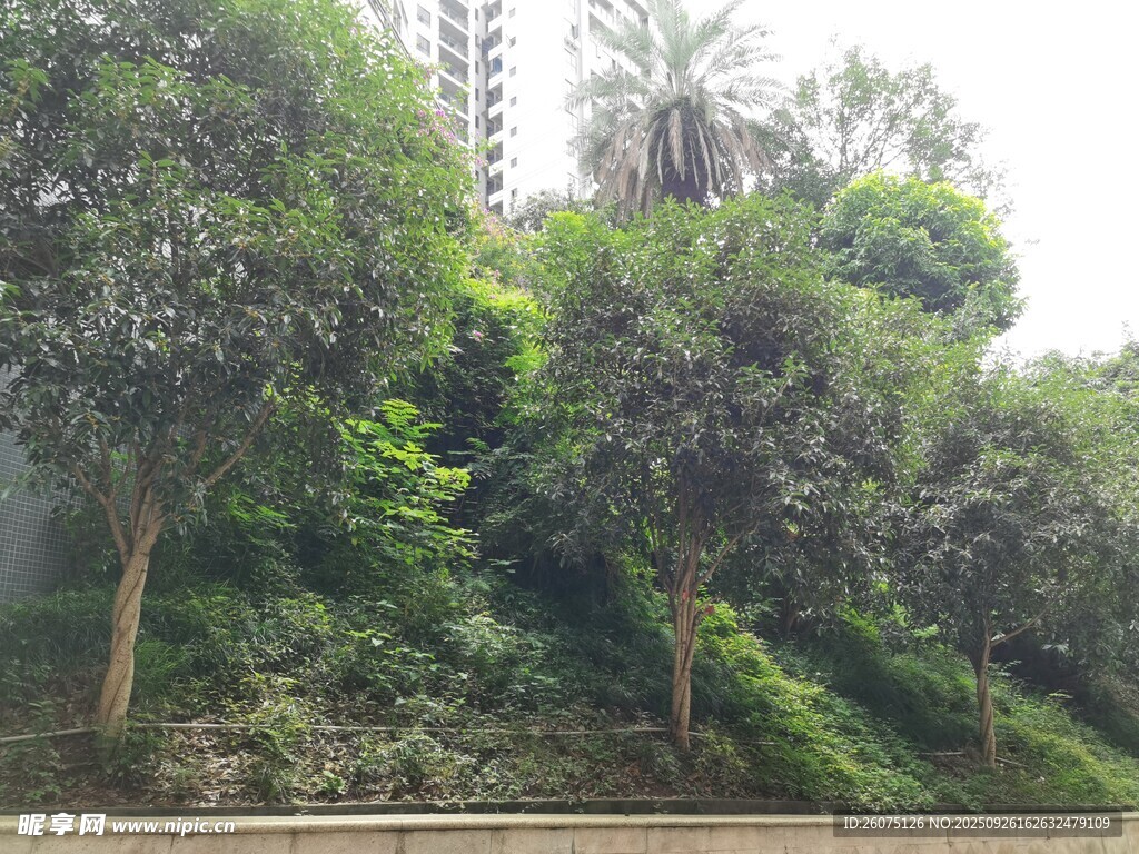 城市中的蔥郁綠植景觀