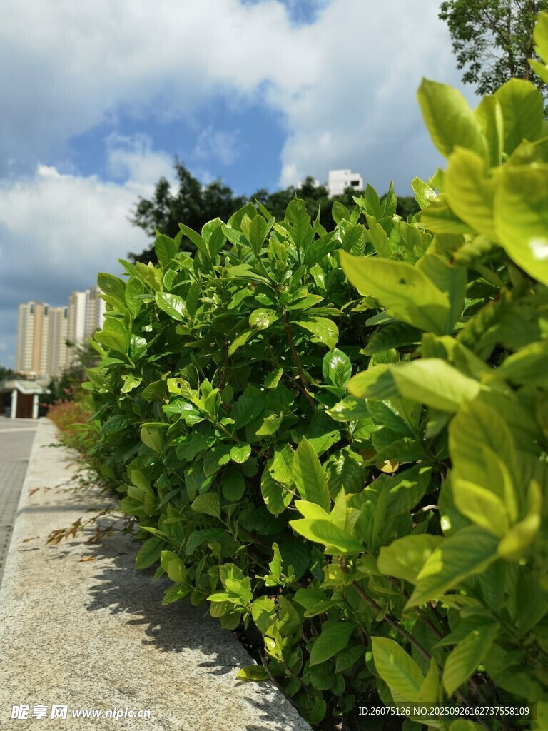 路邊翠綠繁茂的綠植景觀