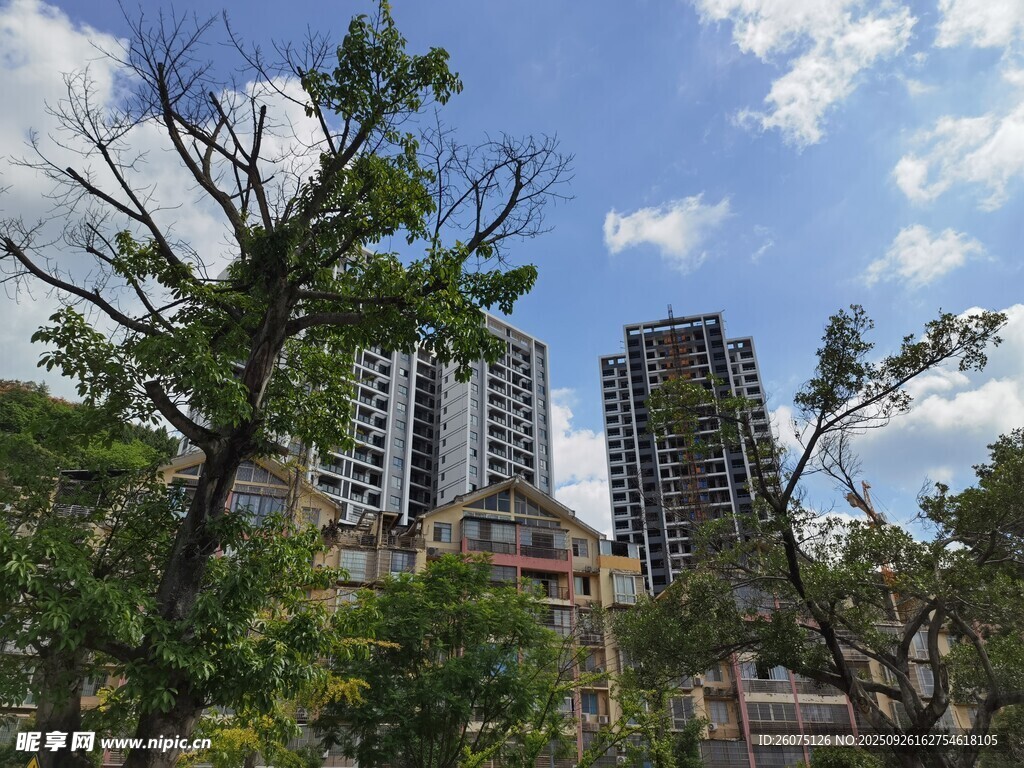 城市中樹木與高樓景觀