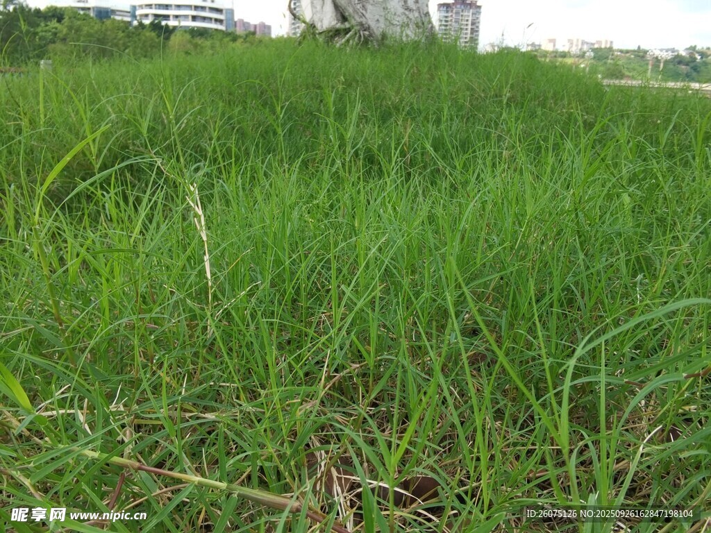 翠綠草地清新自然景致