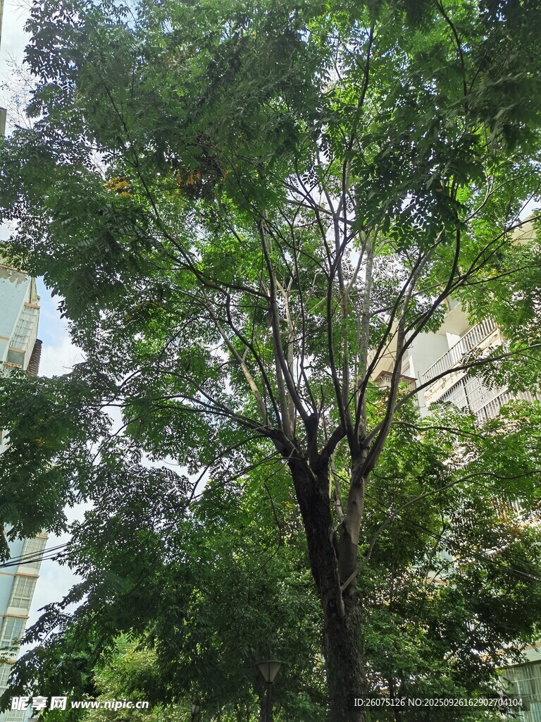 城市中茂盛的綠樹(shù)